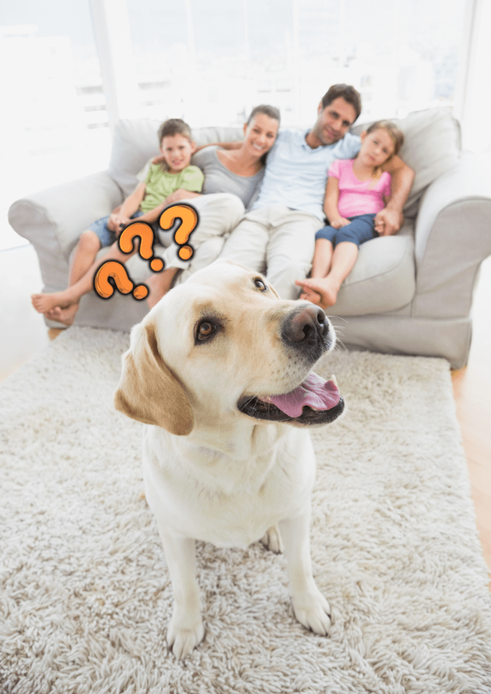 doggy Pet accidents